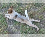 Small Photo #37 Australian Cattle Dog Puppy For Sale in SYLMAR, CA, USA