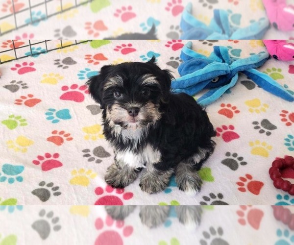 Medium Photo #1 Havanese Puppy For Sale in ORO VALLEY, AZ, USA