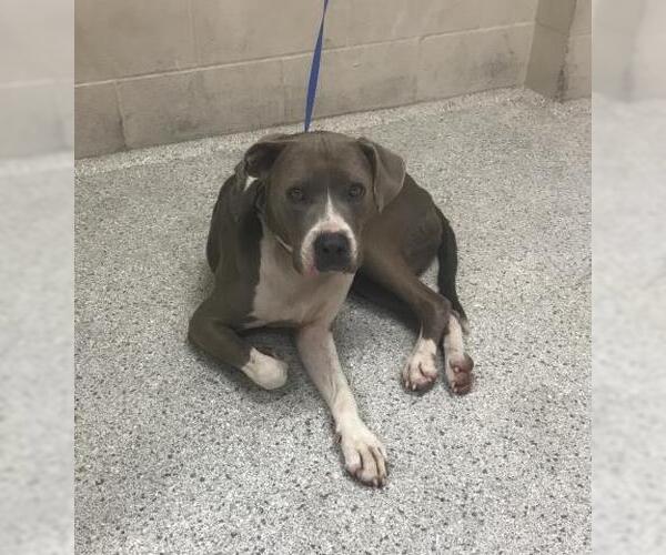 Medium Photo #1 Great Dane-Unknown Mix Puppy For Sale in Conroe, TX, USA