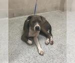 Small Great Dane Mix