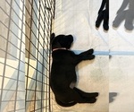 Small Photo #5 Labrador Retriever Puppy For Sale in TUMWATER, WA, USA