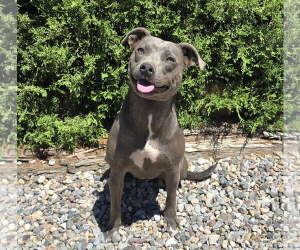 Medium Photo #2 American Pit Bull Terrier Puppy For Sale in Albuquerque, NM, USA