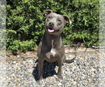 Small #1 American Pit Bull Terrier