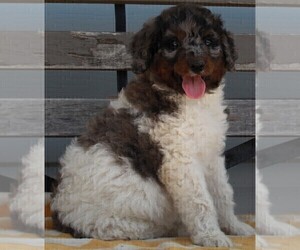 Poodle (Standard) Puppy for sale in FREDERICKSBURG, OH, USA