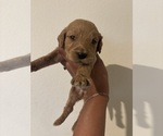 Small #5 Goldendoodle