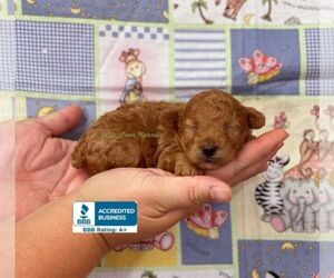 Poodle (Toy) Puppy for sale in WINNSBORO, LA, USA