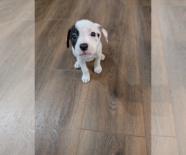 Medium Photo #2 Boxer-Unknown Mix Puppy For Sale in The Woodlands, TX, USA