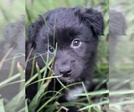 Small Photo #7 Australian Shepherd Puppy For Sale in MATTHEWS, NC, USA
