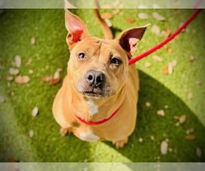 Mutt Dogs for adoption in Orlando, FL, USA