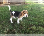 Small Photo #2 Beagle Puppy For Sale in MADERA, CA, USA