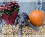Small Photo #7 Bordoodle-Poodle (Standard) Mix Puppy For Sale in HUNTINGDON VALLEY, PA, USA