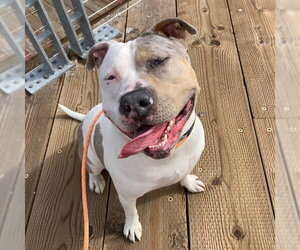 Staffordshire Bull Terrier-Unknown Mix Dogs for adoption in Alameda, CA, USA