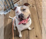 SHELLSEA - Female Staffordshire Bull Terrier-Unknown Mix Dog for Adoption - Small photo