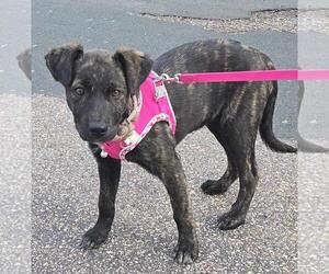Sarah - Female Great Pyrenees-Unknown Mix Dog for Adoption - Photo #4