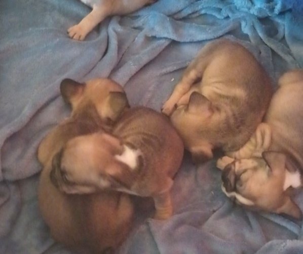Medium Photo #1 French Bulldog Puppy For Sale in DENVER, CO, USA