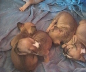 French Bulldog Puppy for sale in DENVER, CO, USA