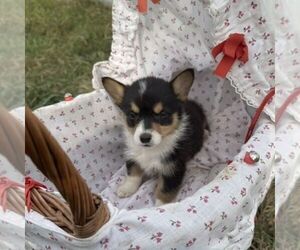 Pembroke Welsh Corgi Puppy for sale in ROCKVILLE, IN, USA