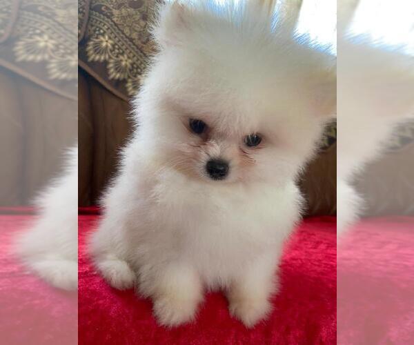 Medium Photo #1 Pomeranian Puppy For Sale in NUEVO, CA, USA