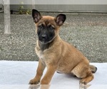 Puppy Puppy 7 Belgian Malinois