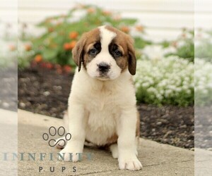 Saint Bernard Puppy for sale in MARIETTA, PA, USA