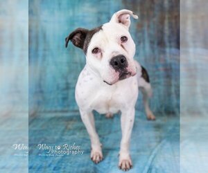 Katrina - Female American Staffordshire Terrier-Unknown Mix Dog for Adoption - Photo #3