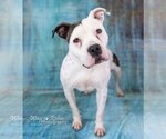 Small #2 American Bulldog Mix