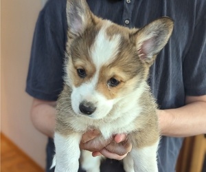 Pembroke Welsh Corgi Puppy for sale in VANCOUVER, WA, USA