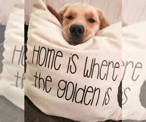 English Cream Golden Retriever-Labrador Retriever Mix Puppy for sale in EAST CLINTON, IL, USA