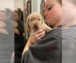 Small Photo #4 Labrador Retriever Puppy For Sale in OUTLOOK, WA, USA