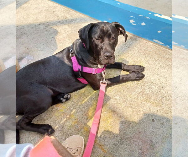 Medium Photo #8 Labrador Retriever-Unknown Mix Puppy For Sale in Huntersville, NC, USA