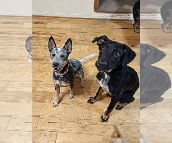 Medium Photo #3 Mutt Puppy For Sale in Garden City, NY, USA