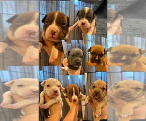 American Staffordshire Terrier Puppy for sale in GREENSBORO, NC, USA