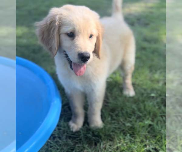 Medium Photo #1 Golden Retriever Puppy For Sale in EDWARDSBURG, MI, USA