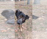 Small #3 Border-Aussie