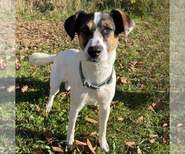 Medium Photo #1  Puppy For Sale in , 