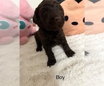 Puppy Puppy 8 Goldendoodle-Poodle (Standard) Mix