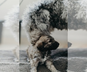 Sheepadoodle Puppy for sale in ALBUQUERQUE, NM, USA