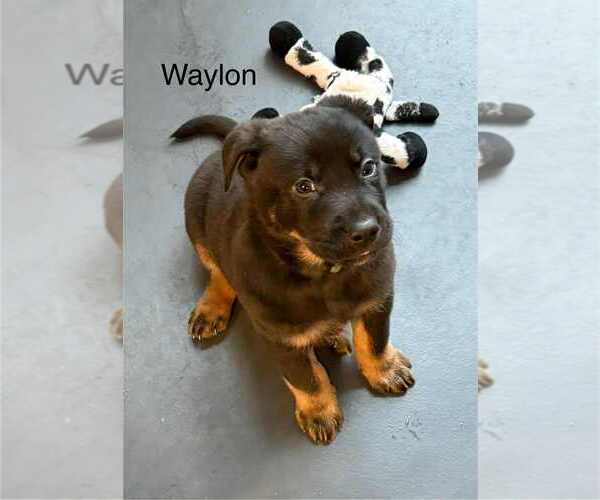 Medium Photo #3 Labrador Retriever-Unknown Mix Puppy For Sale in Aurora, IN, USA