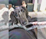 Small #1 Mutt