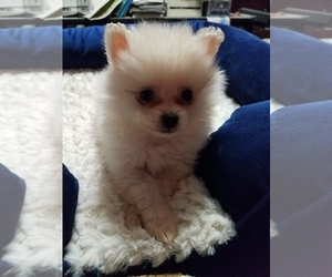Pomeranian Puppy for Sale in AMHERST, Wisconsin USA