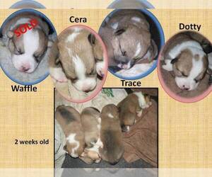 Pembroke Welsh Corgi Puppy for sale in GOLDENDALE, WA, USA