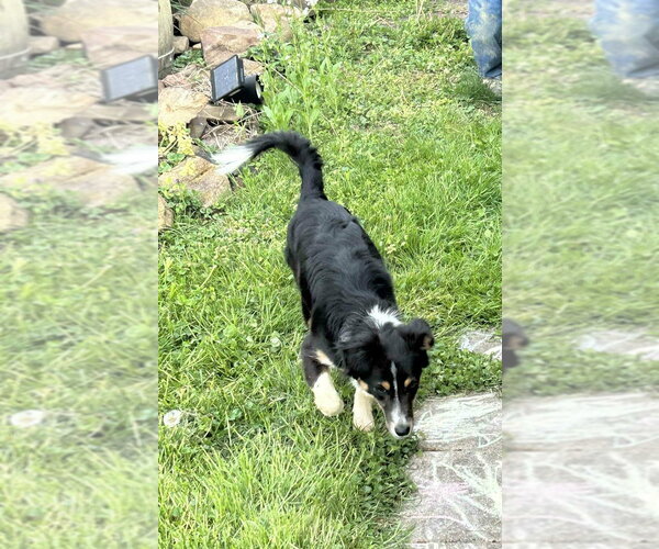 Medium Photo #2 Mutt Puppy For Sale in Aurora, IN, USA