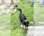Small #1 Mutt