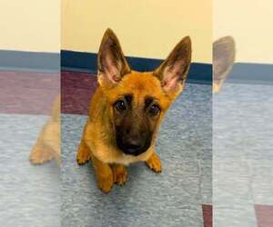 German Shepherd Dog-Unknown Mix Dogs for adoption in Imlay City, MI, USA
