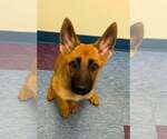 Small German Shepherd Dog Mix
