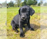 Puppy Bruce Australian Cattle Dog-Labrador Retriever Mix
