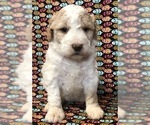 Puppy 2 Aussie-Poo