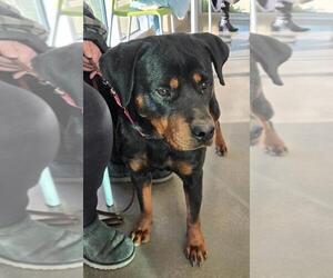 Penny - Female Rottweiler Dog for Adoption - Photo #3