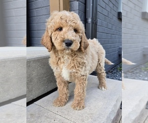 Goldendoodle Puppy for sale in FRANKLIN, IN, USA