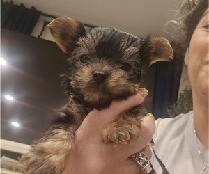 Yorkshire Terrier Puppy for sale in SALEM, OR, USA